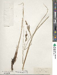 Carex decidua image