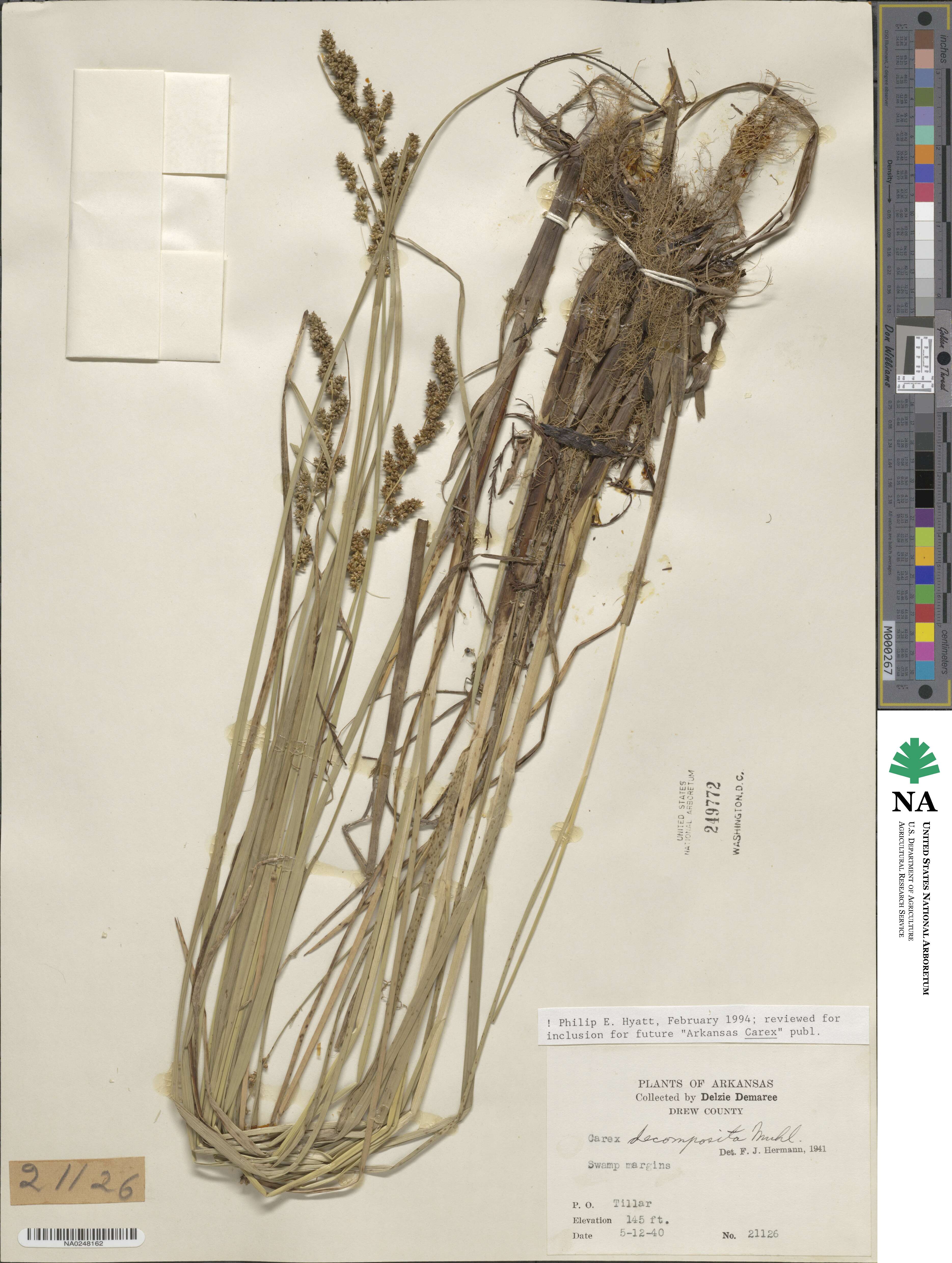 Carex decomposita image