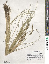 Carex decomposita image