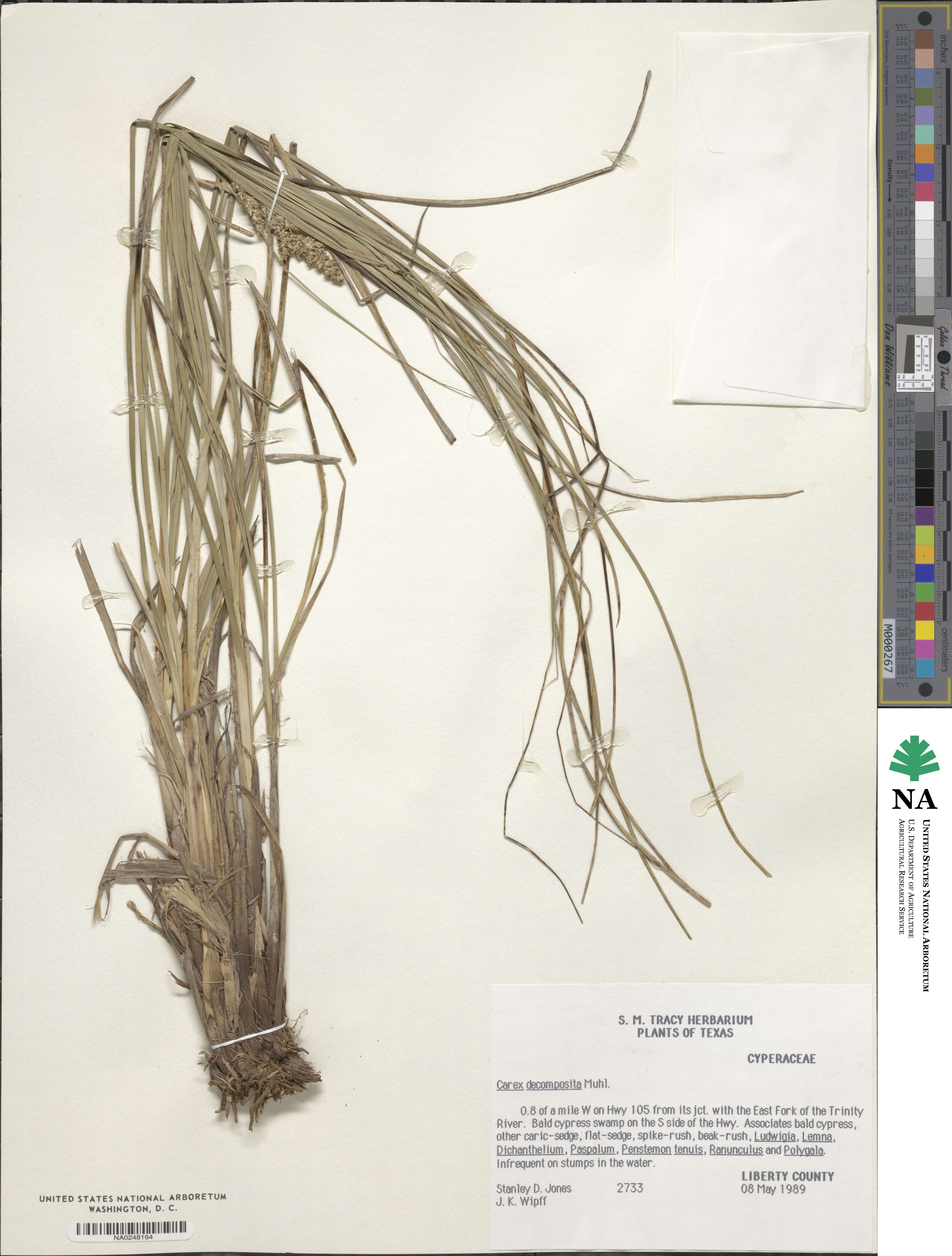 Carex decomposita image