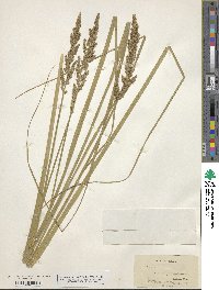 Carex decomposita image