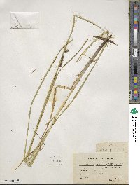 Carex decomposita image