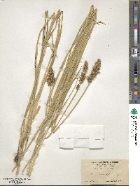 Carex densa image