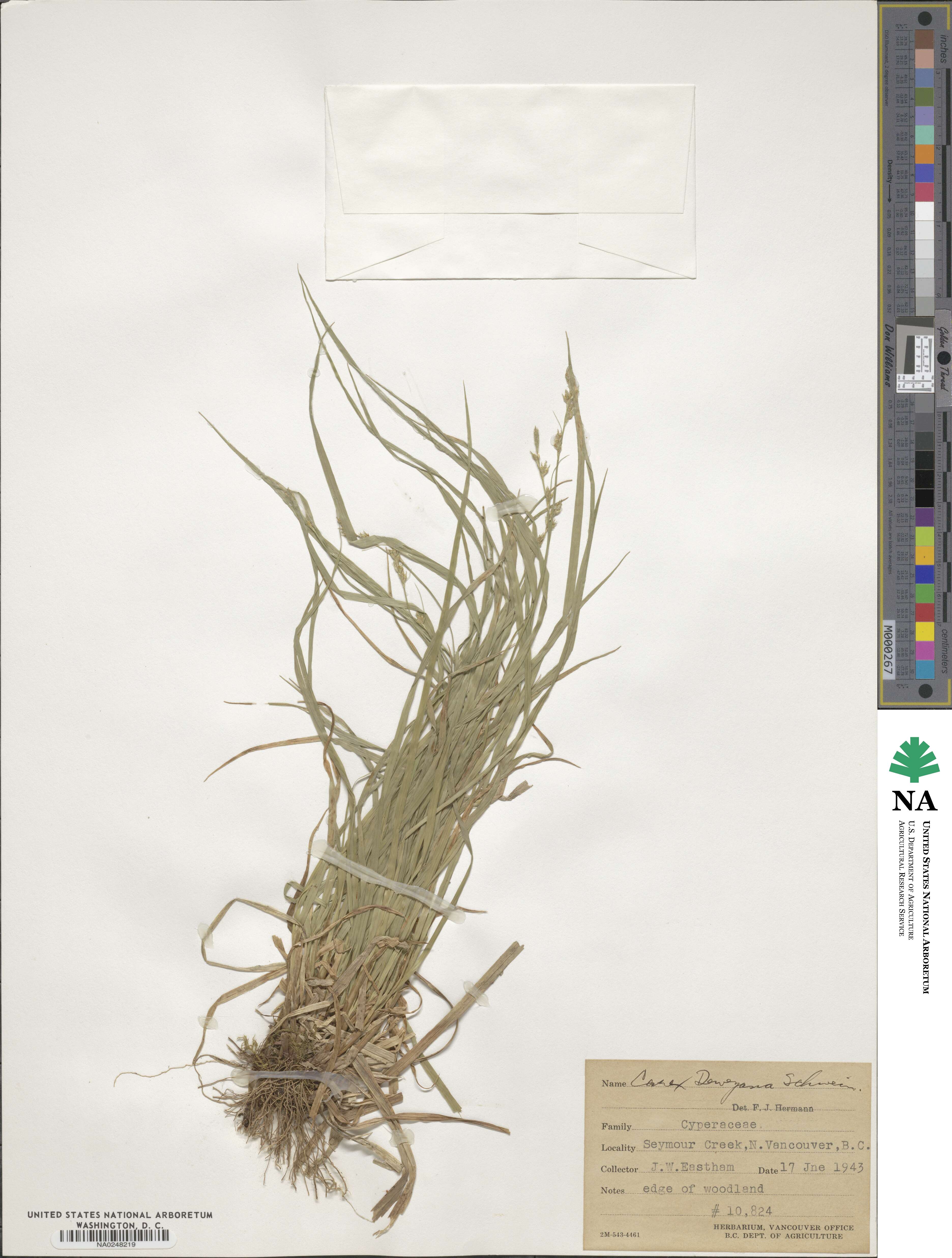 Carex deweyana image