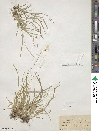 Carex deweyana image