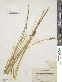 Carex diandra image