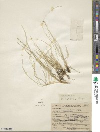 Carex disperma image