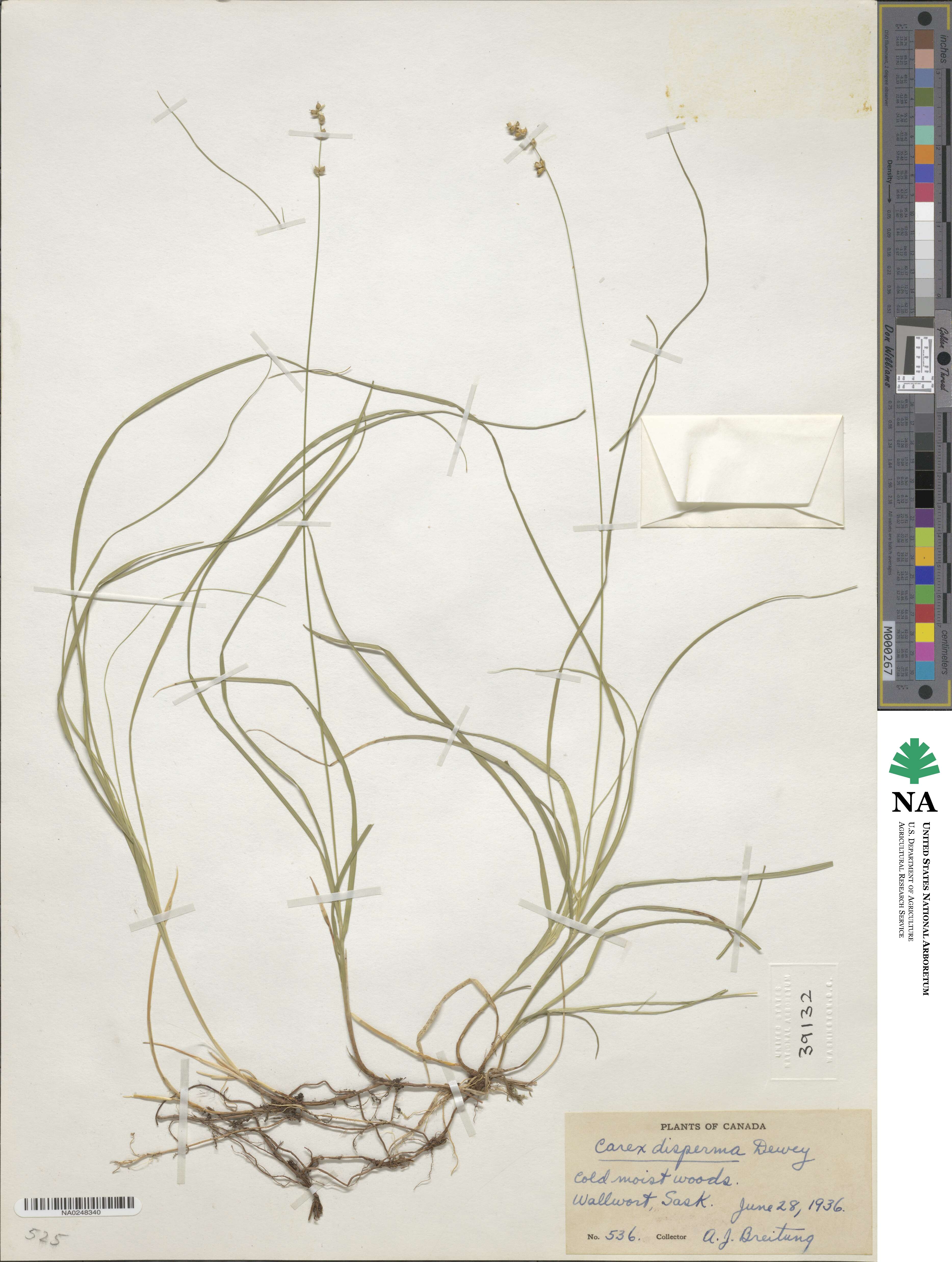 Carex disperma image