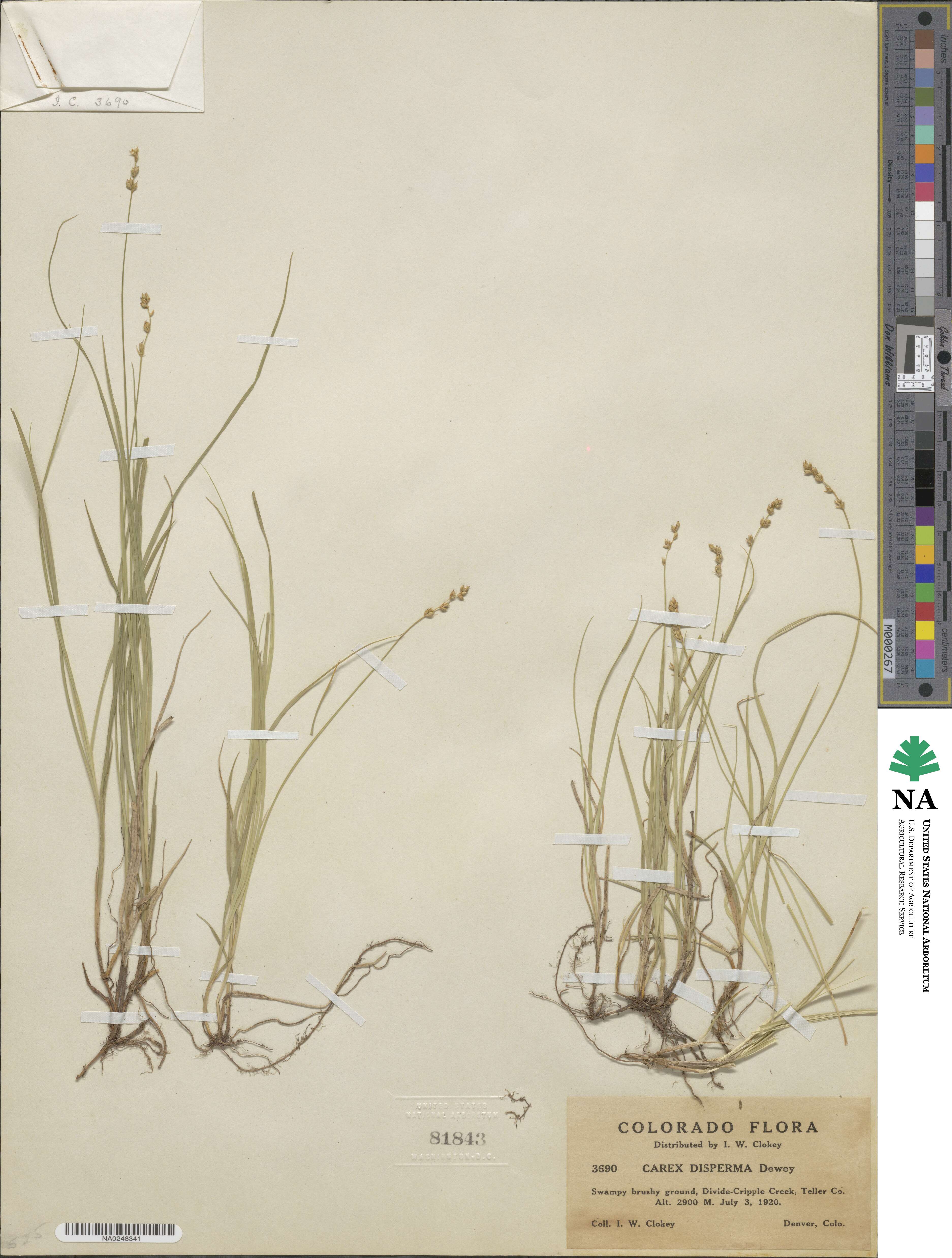 Carex disperma image