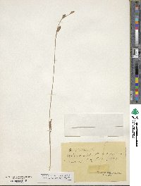Carex distans image