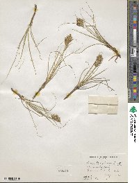 Carex douglasii image