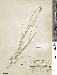 Carex douglasii image