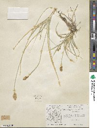 Carex douglasii image