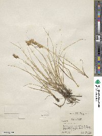 Carex douglasii image