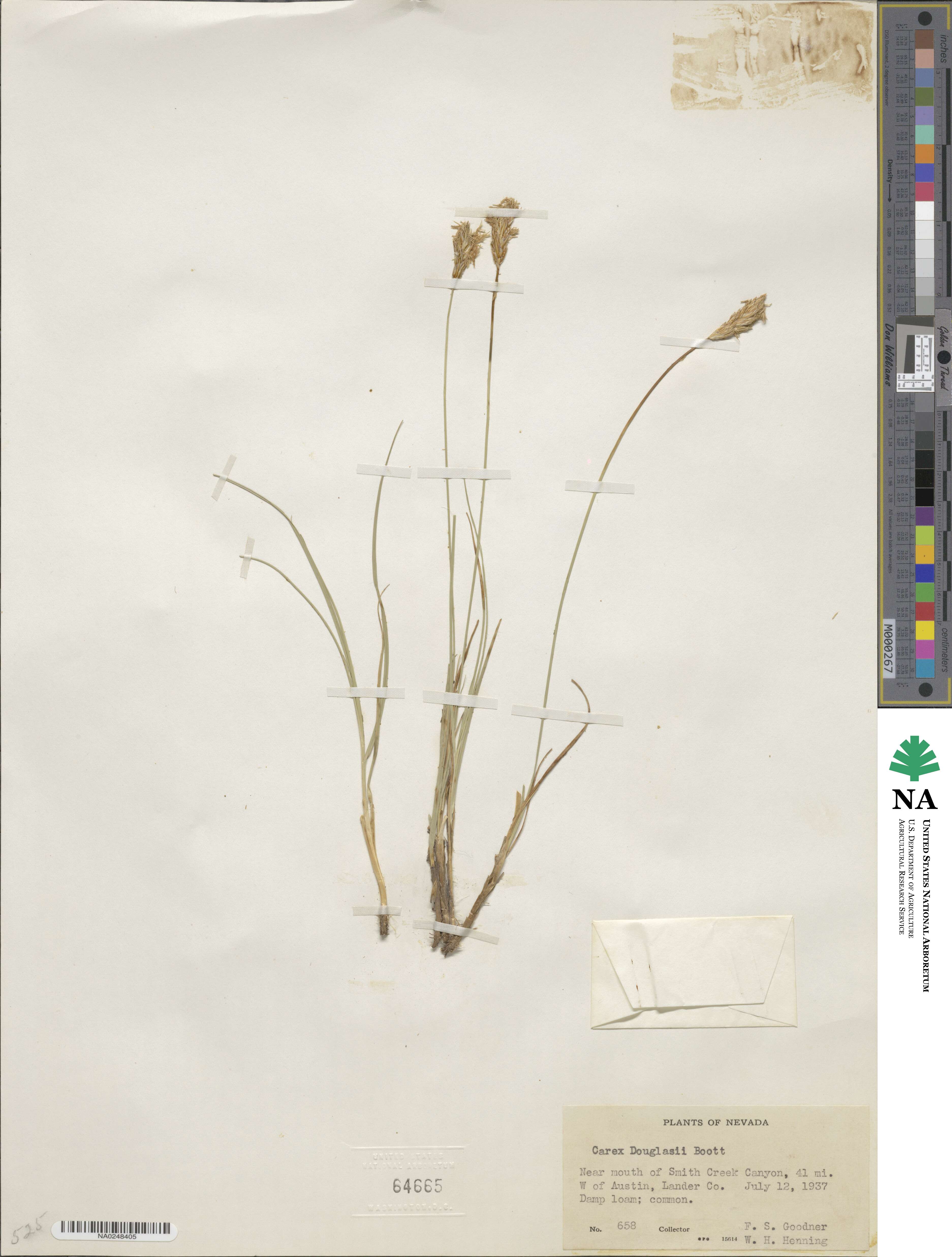 Carex douglasii image