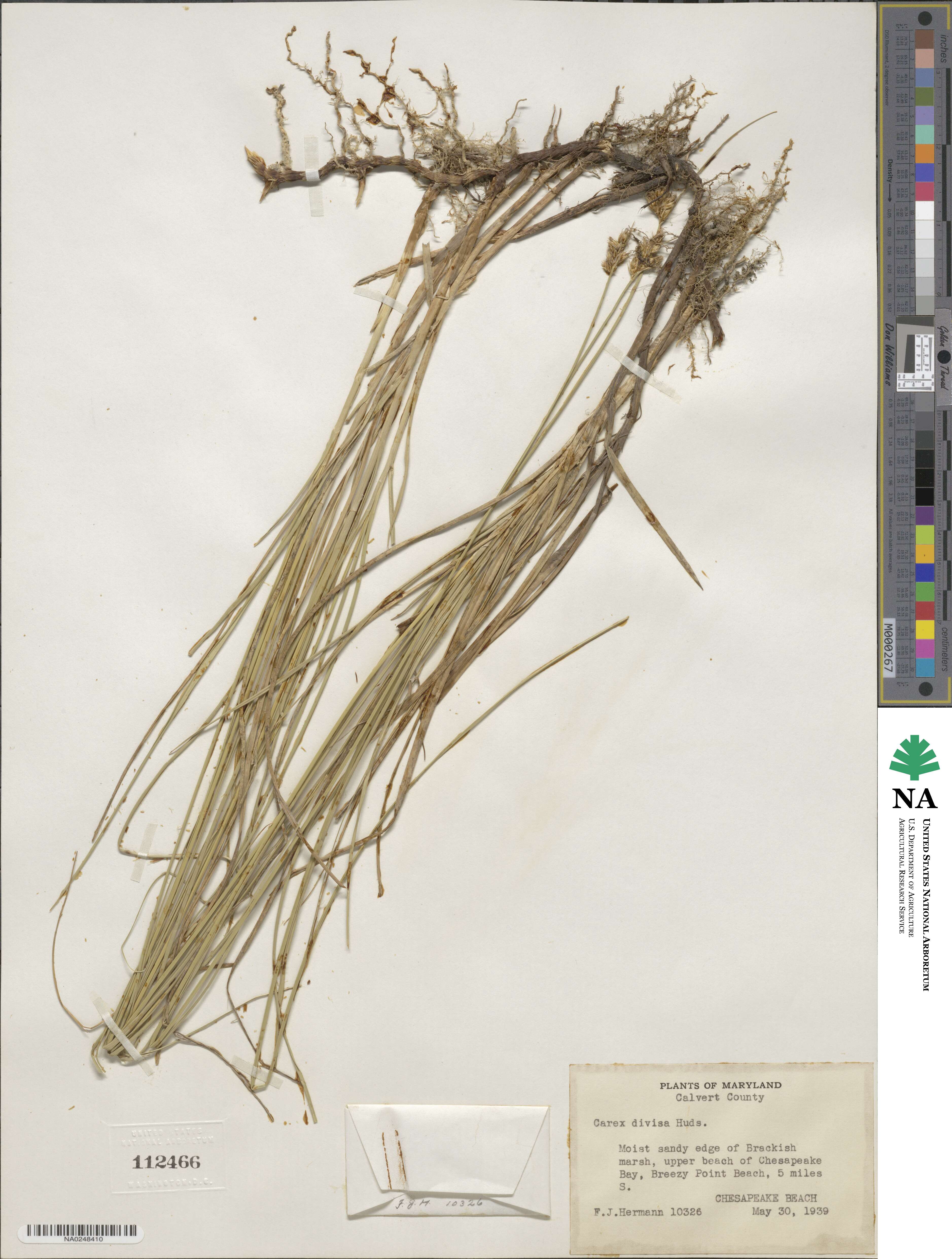 Carex divisa image