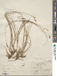 Carex divisa image