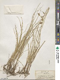 Carex divisa image