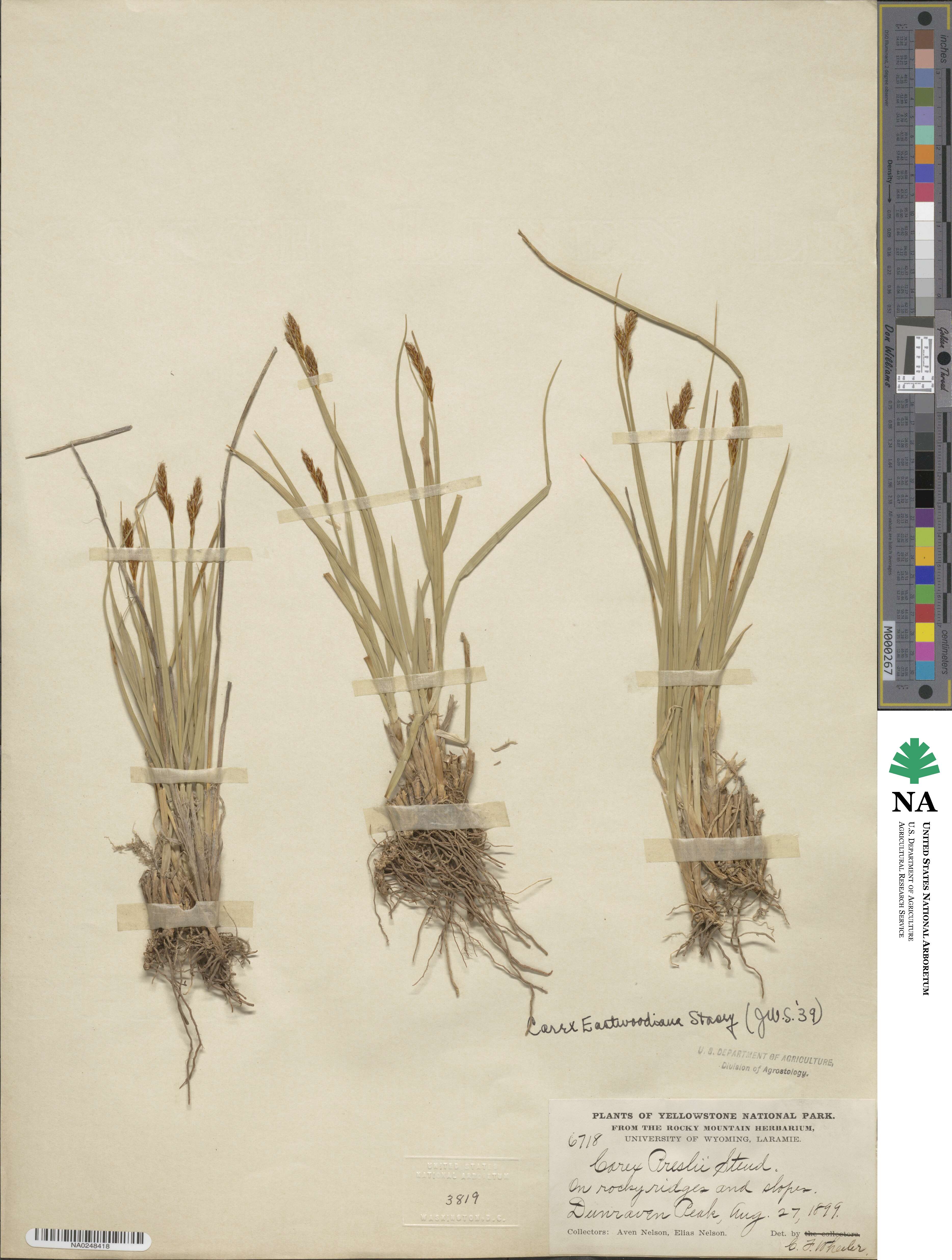 Carex tahoensis image