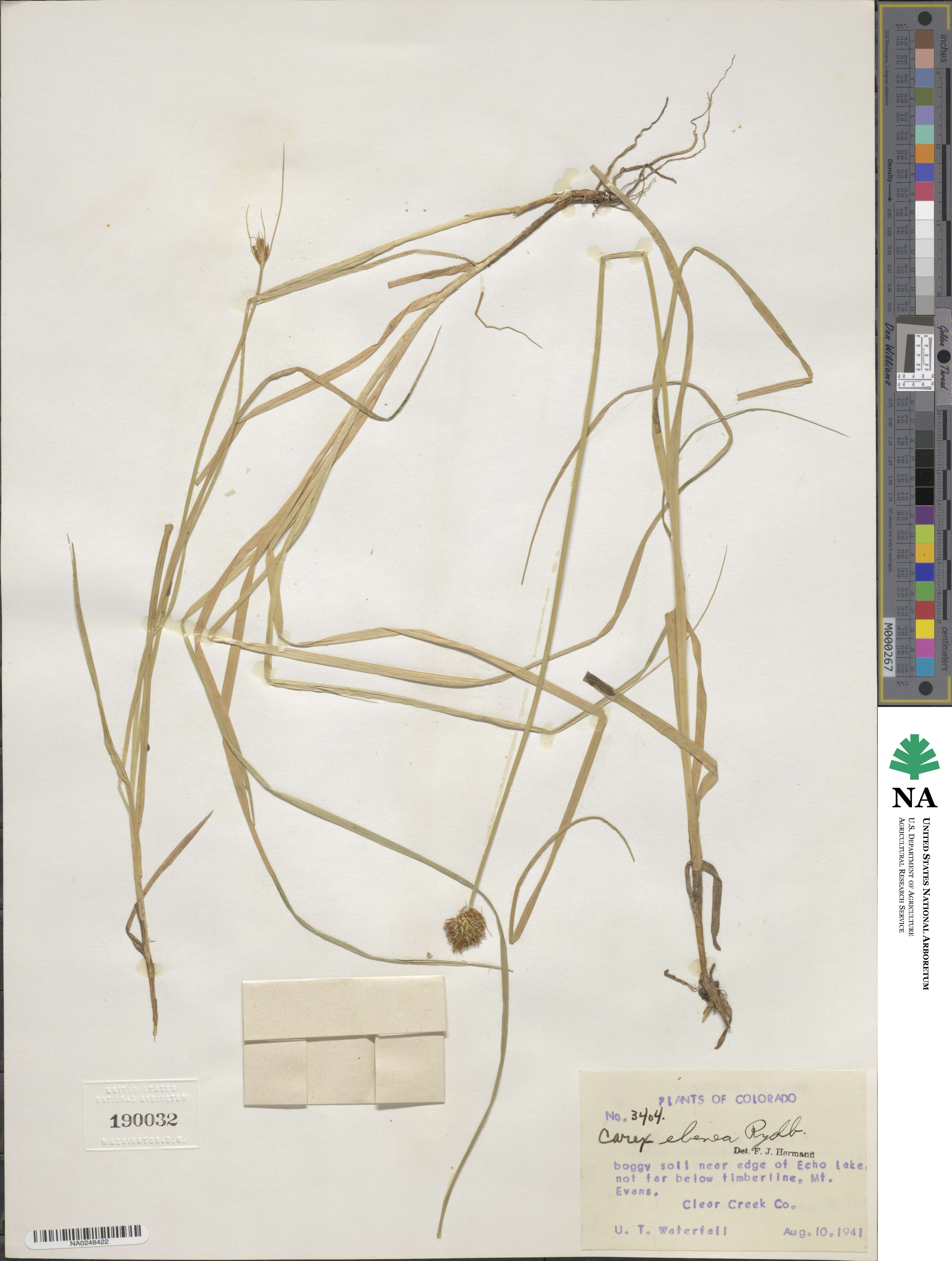 Carex ebenea image