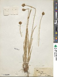 Carex ebenea image