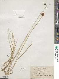 Carex ebenea image