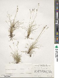 Carex eburnea image