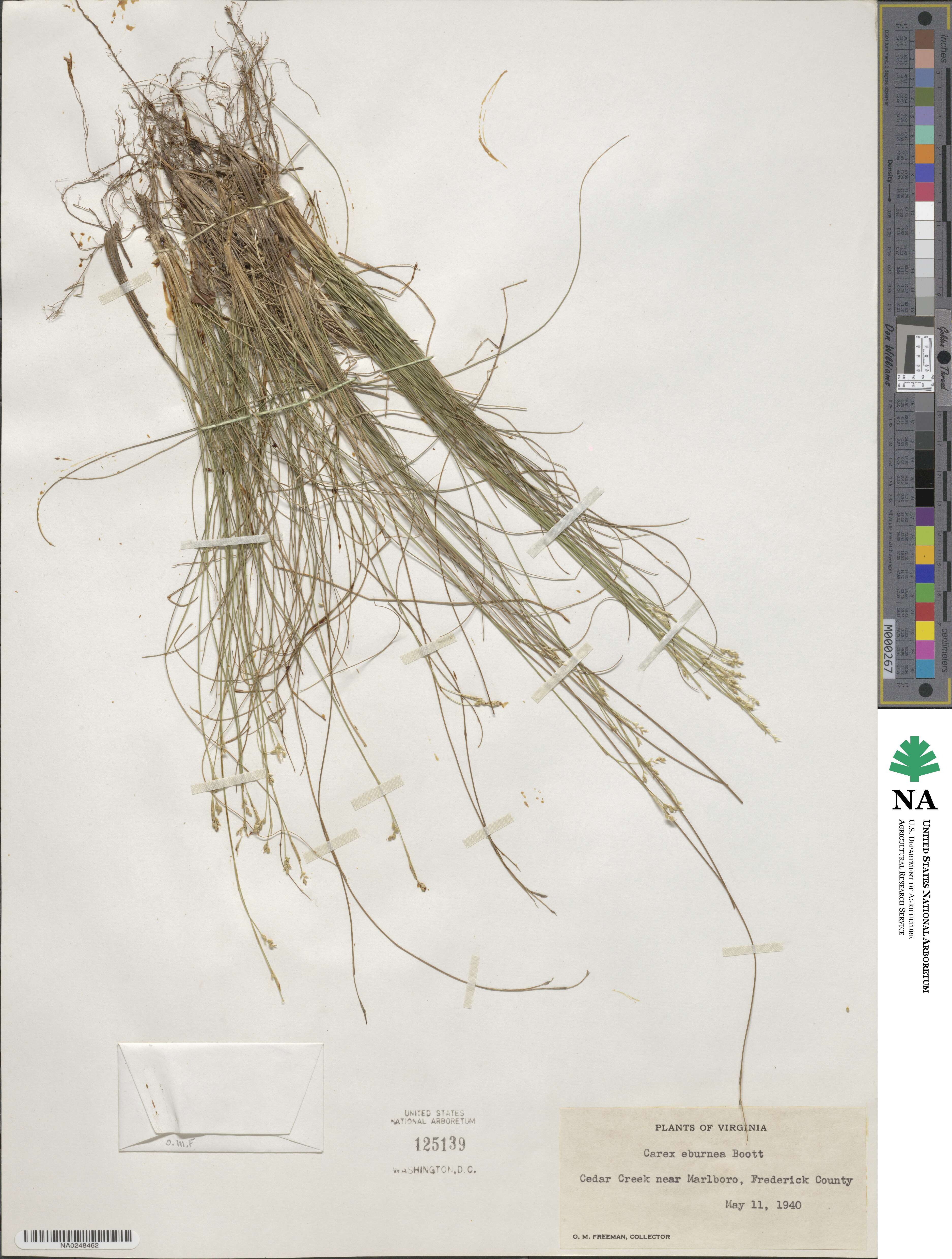 Carex eburnea image