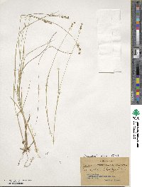 Carex echinata subsp. echinata image