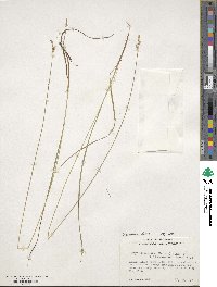 Carex echinata subsp. echinata image