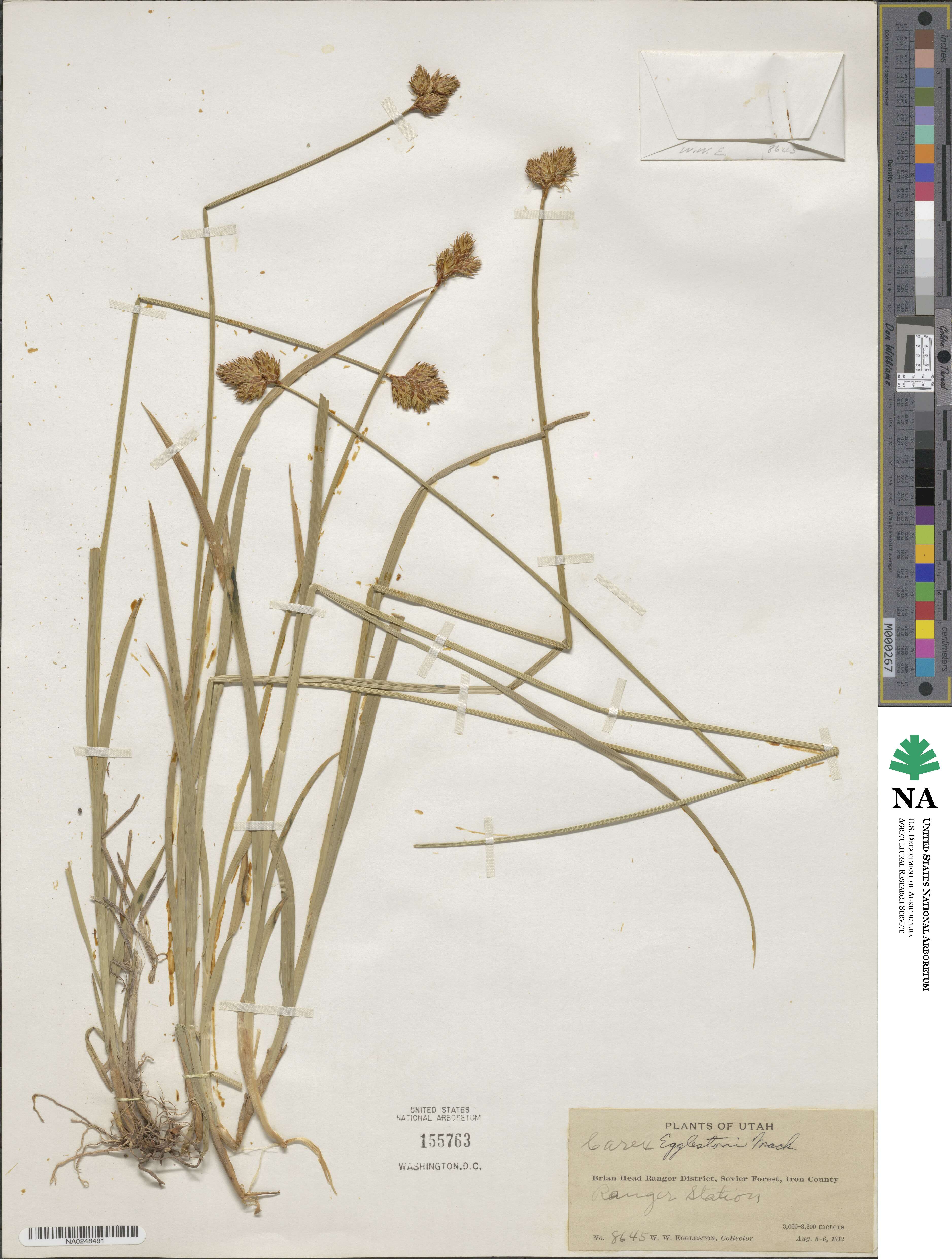 Carex egglestonii image