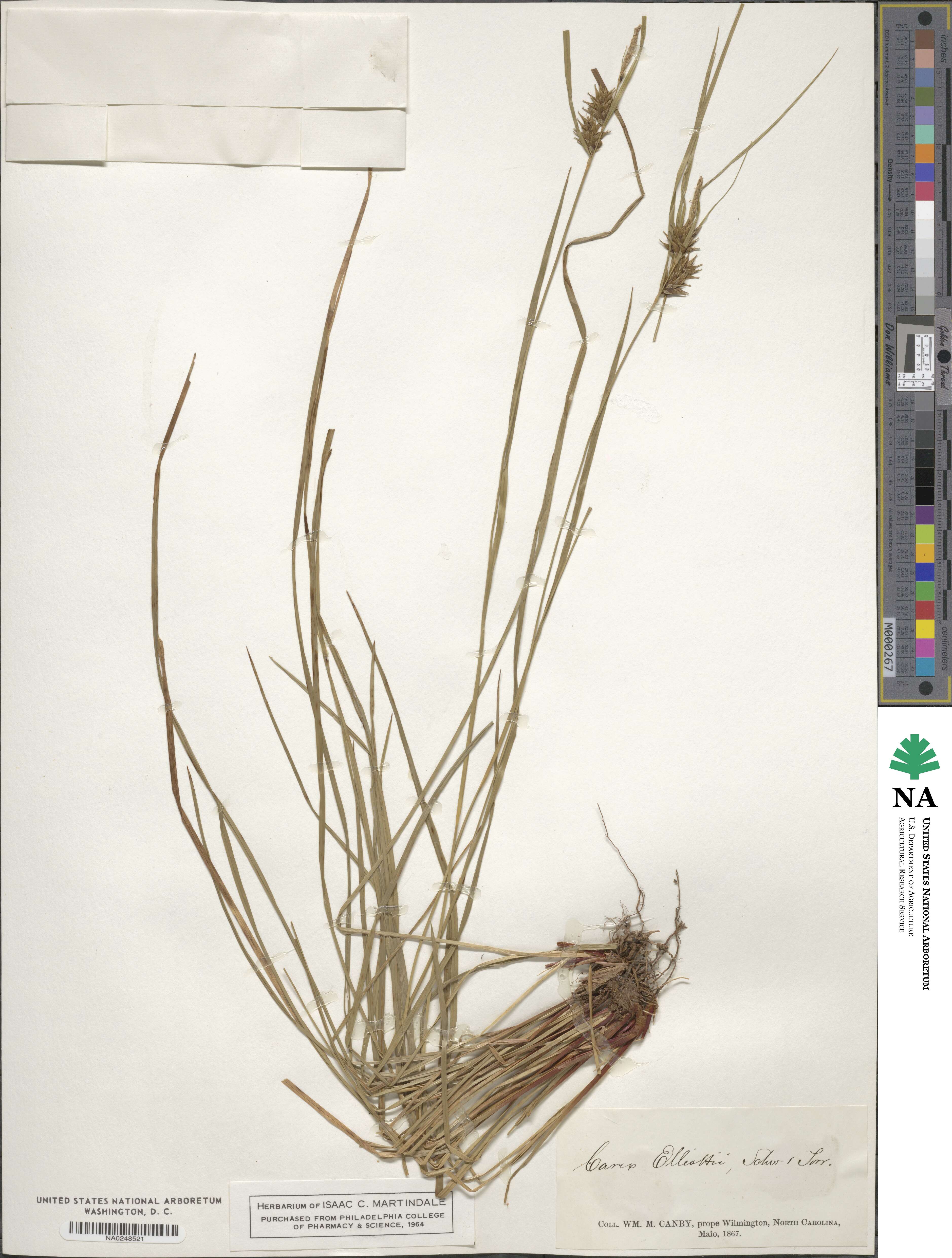 Carex elliottii image