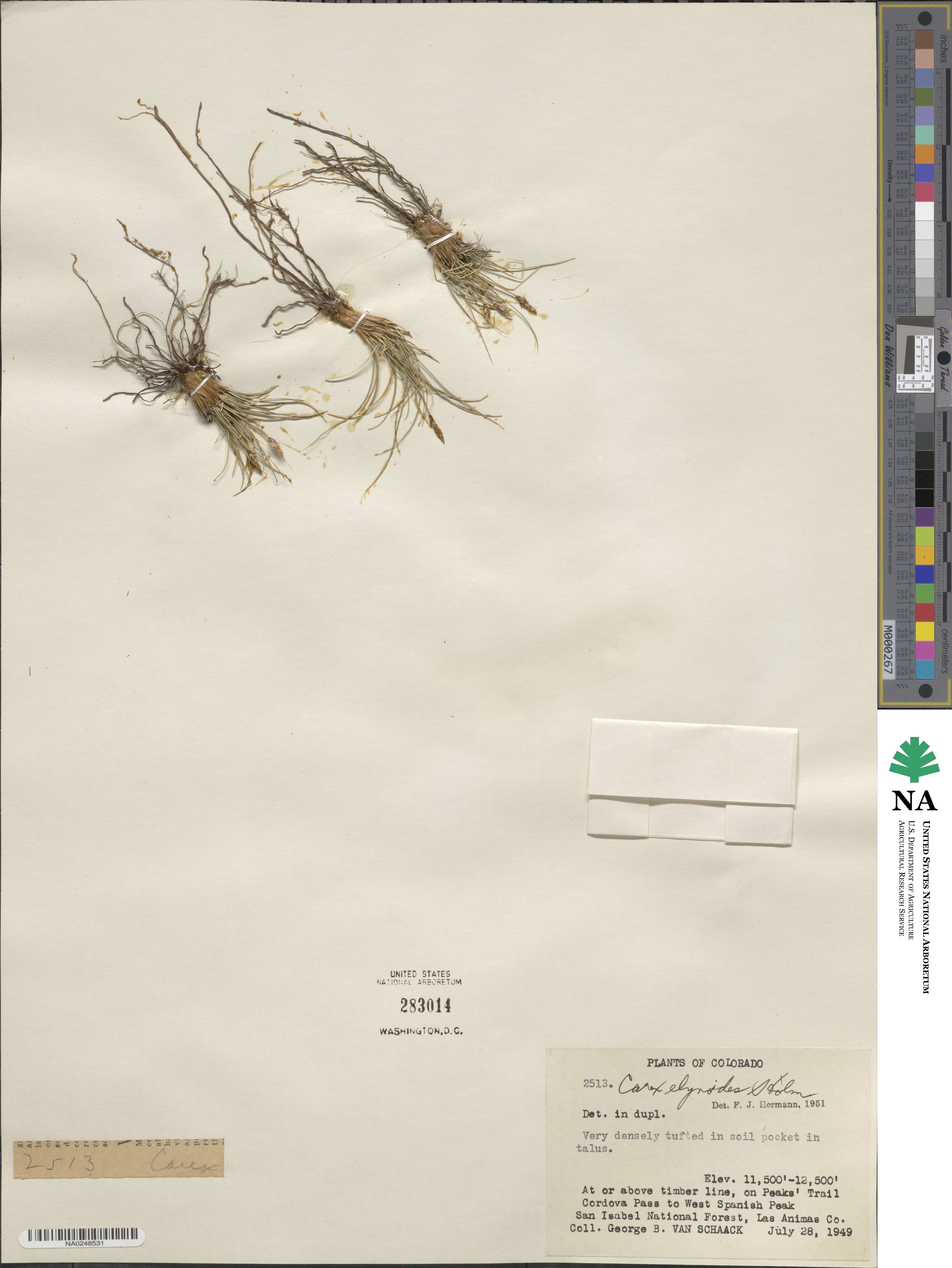 Carex elynoides image