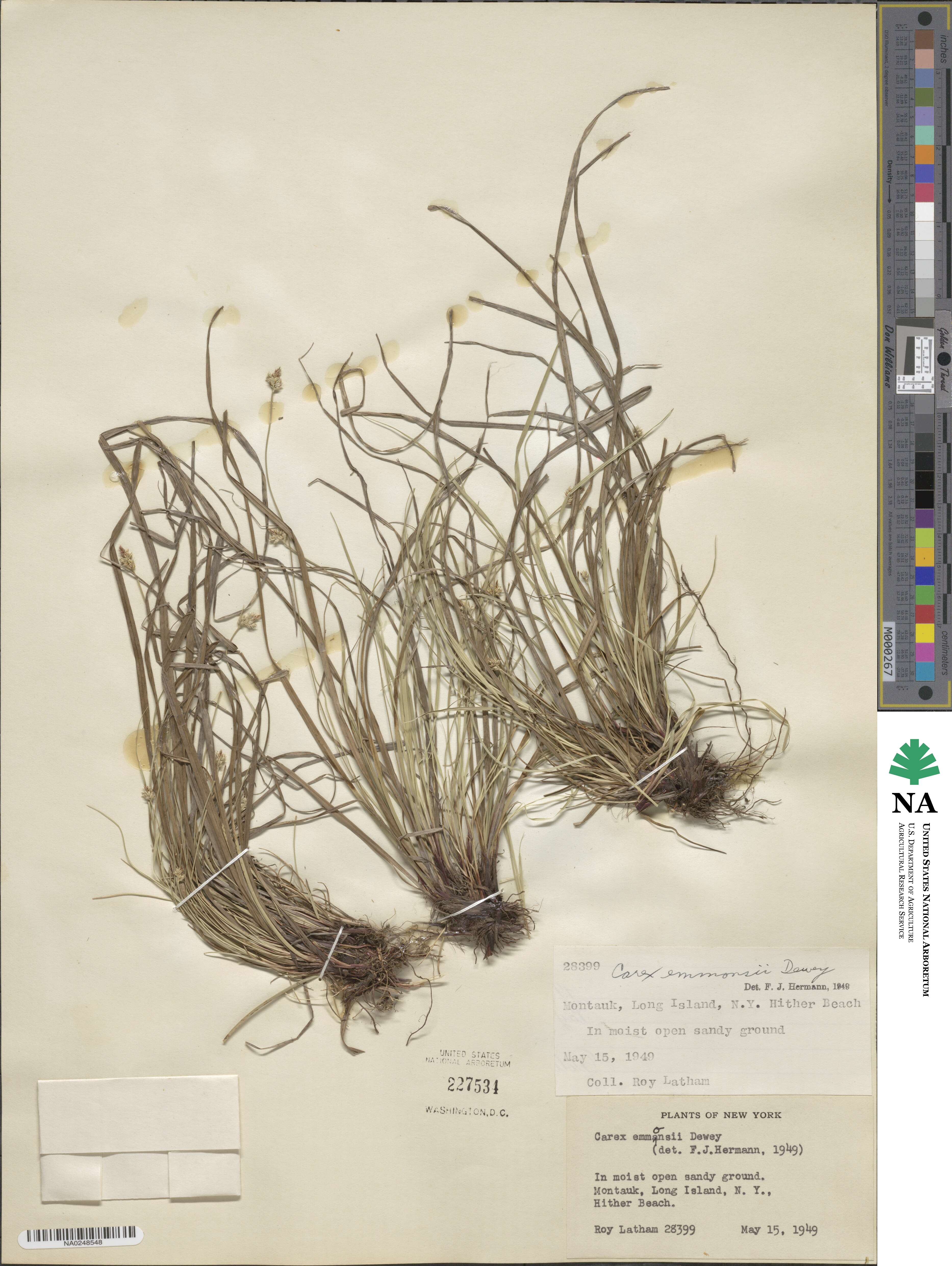 Carex albicans image