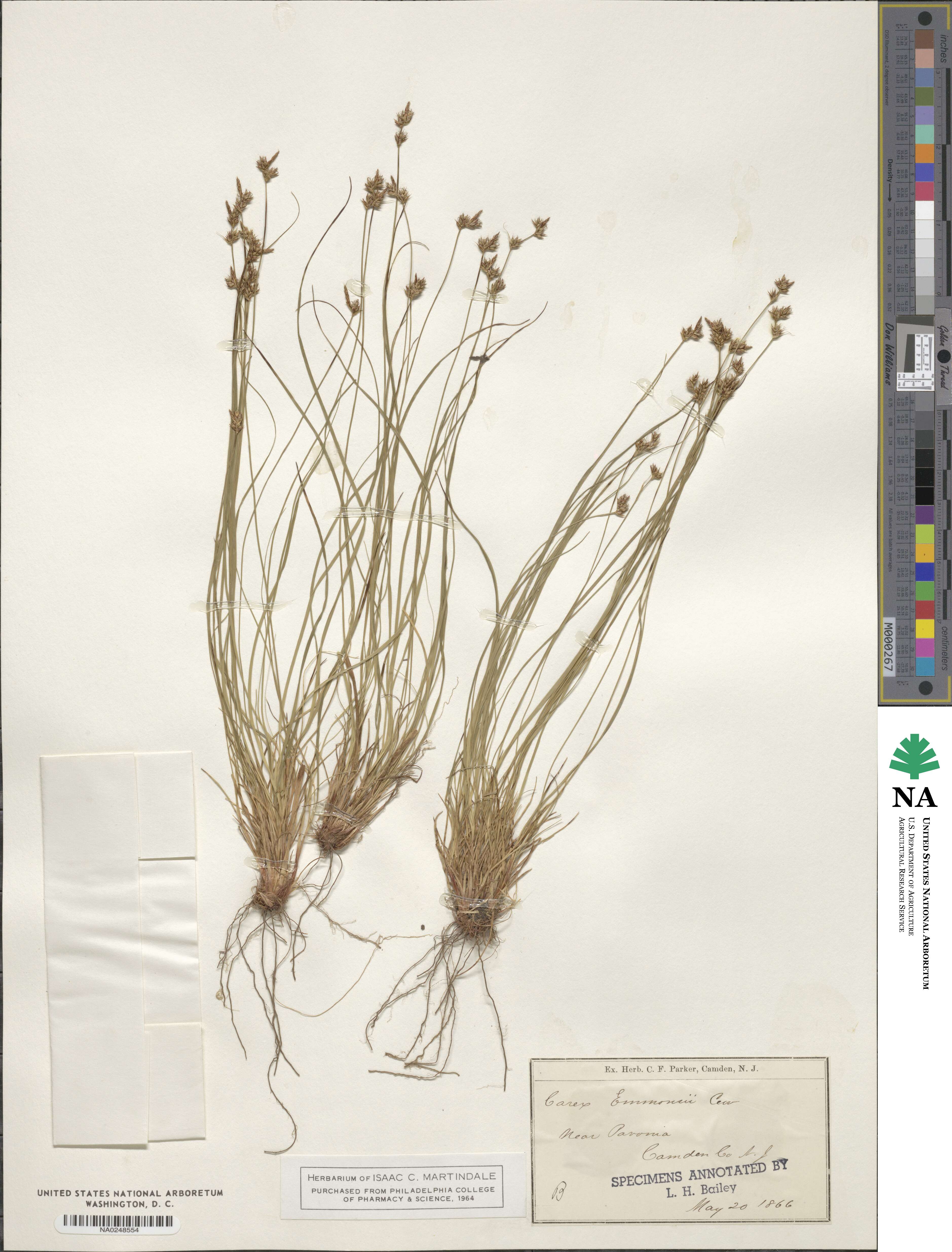Carex albicans var. emmonsii image