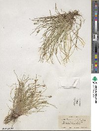 Carex albicans image