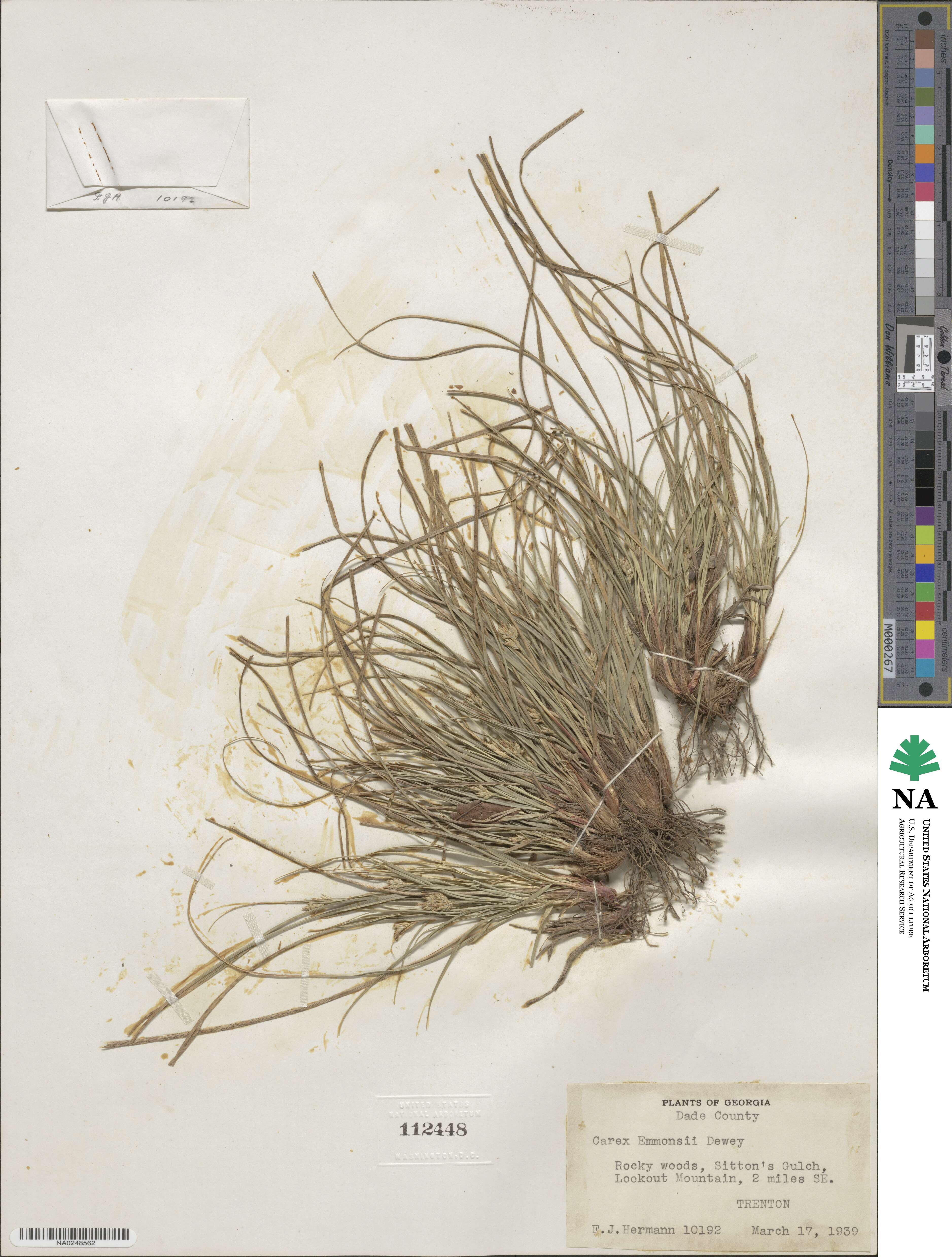 Carex albicans var. emmonsii image