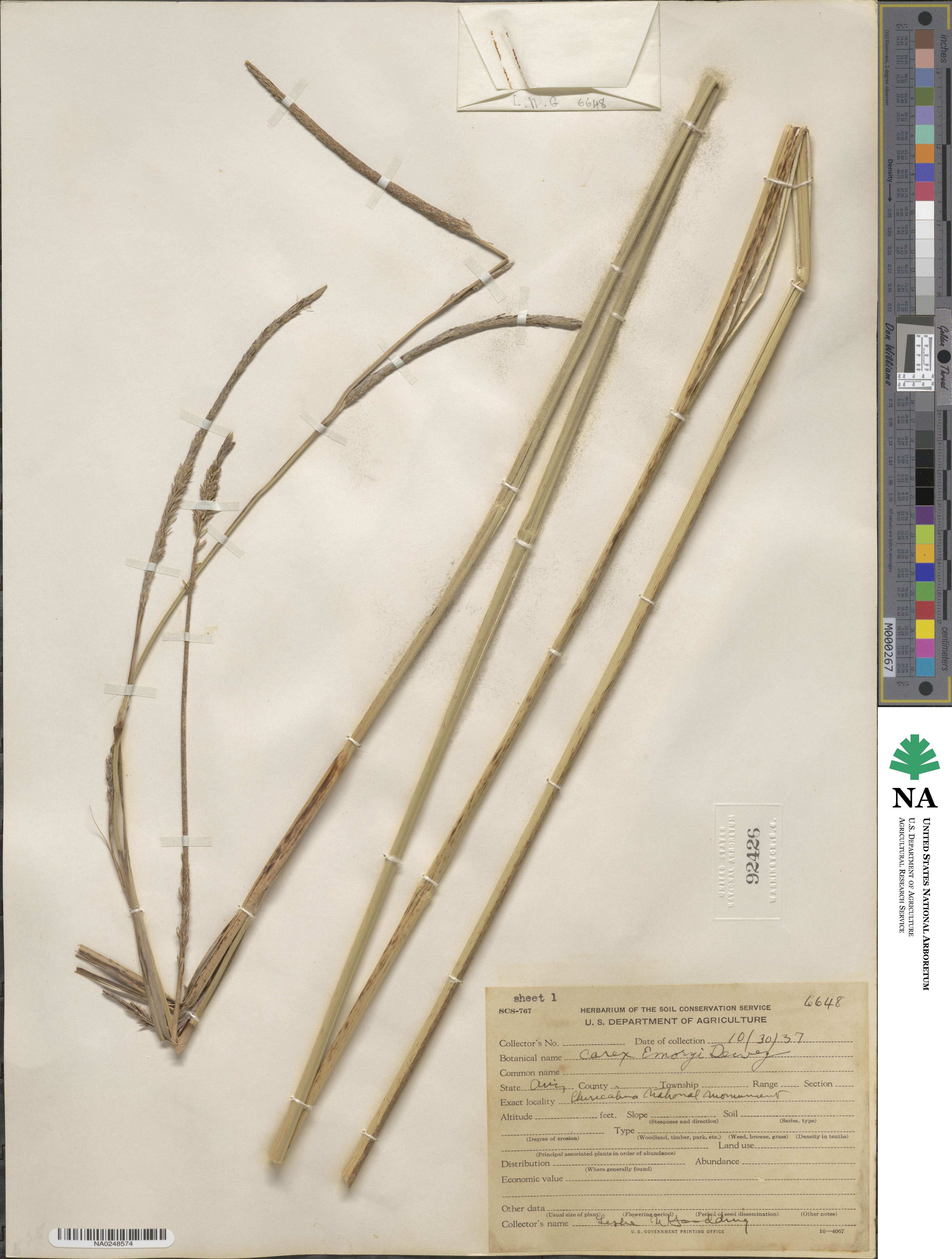 Carex emoryi image