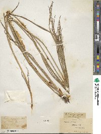 Carex emoryi image