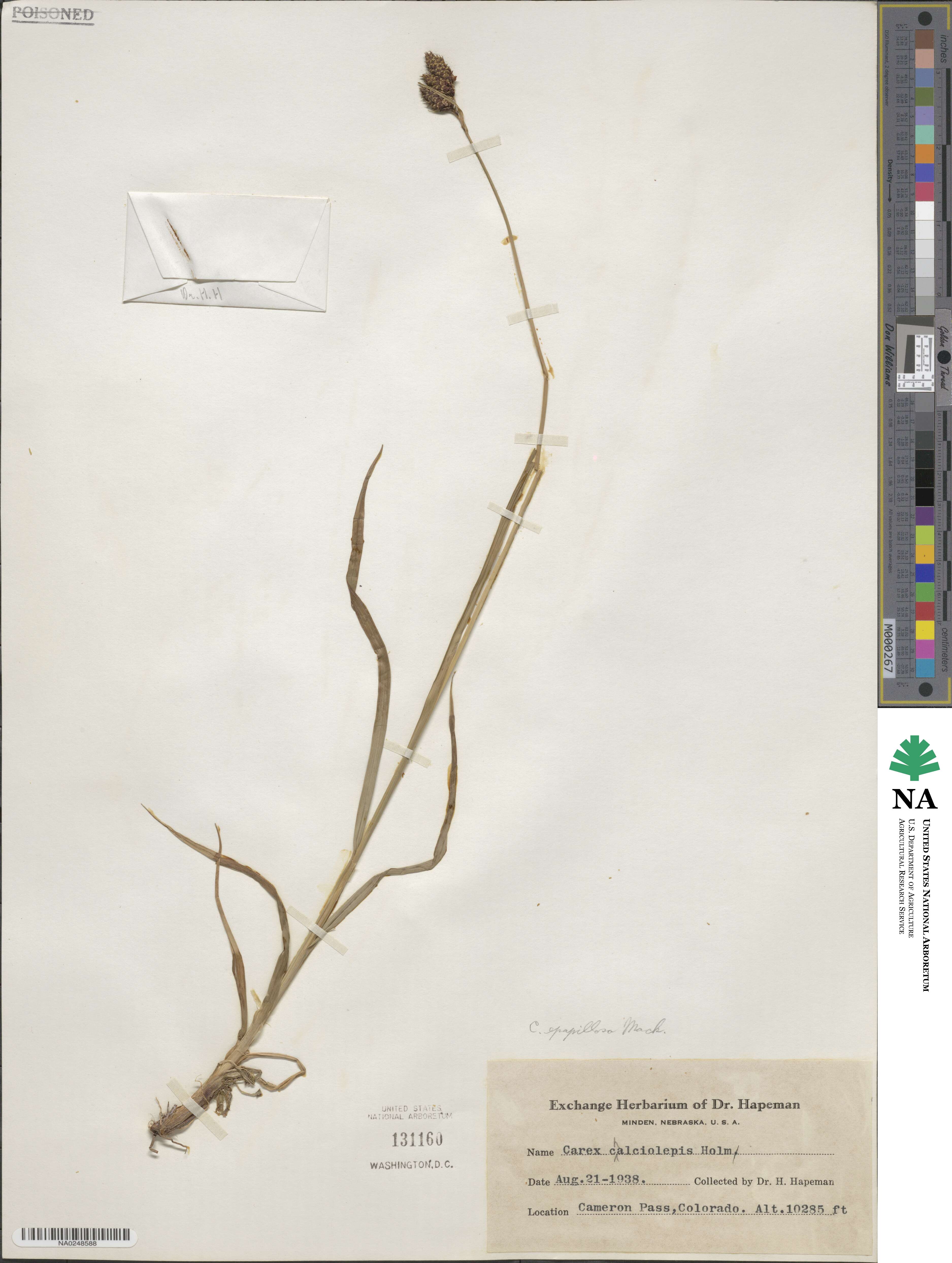 Carex heteroneura image
