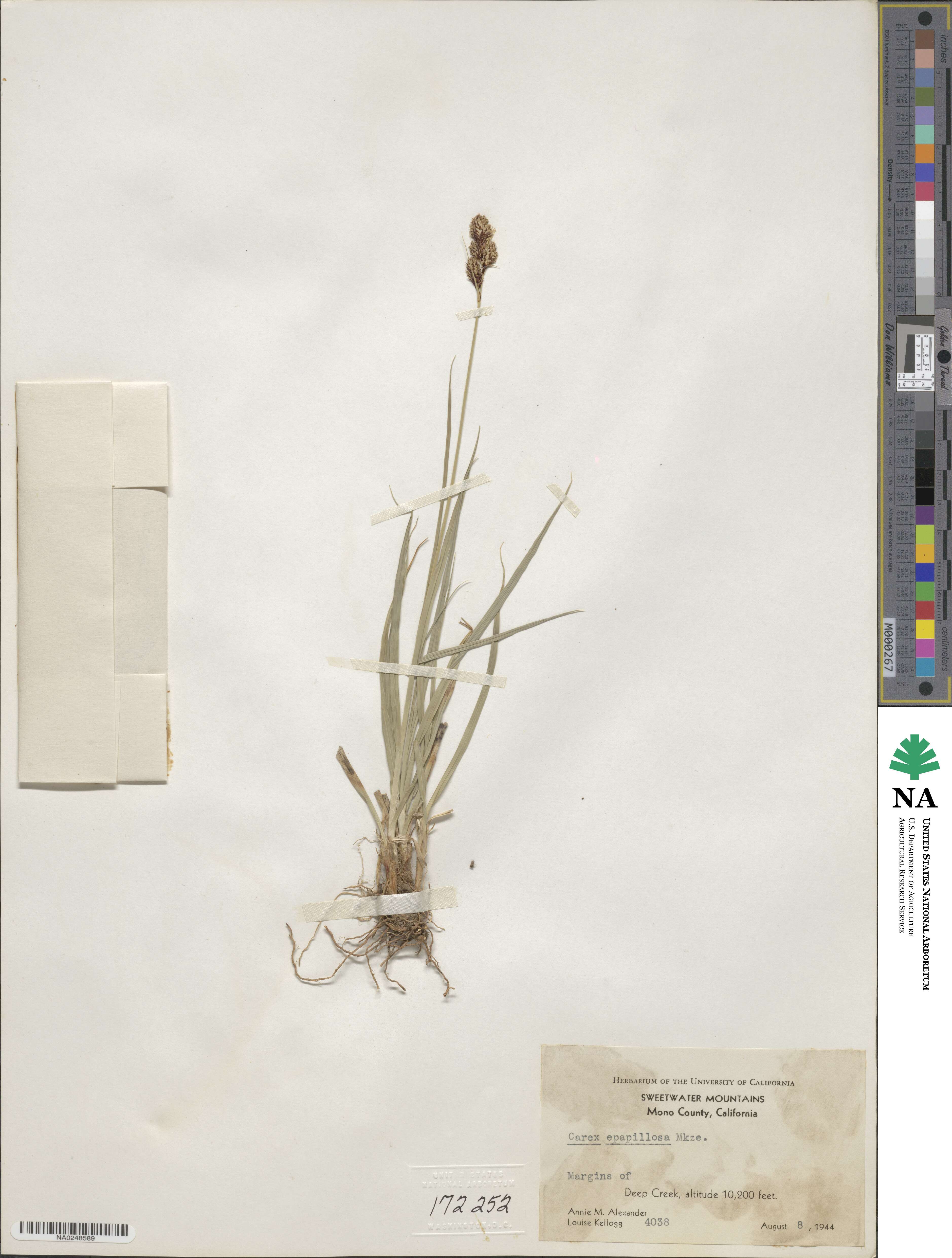Carex heteroneura var. epapillosa image