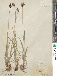 Carex heteroneura var. epapillosa image