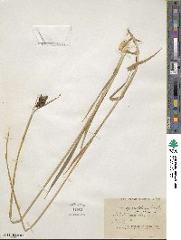 Carex heteroneura var. epapillosa image