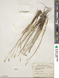 Carex exilis image