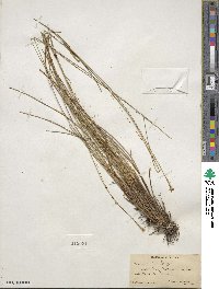 Carex exilis image