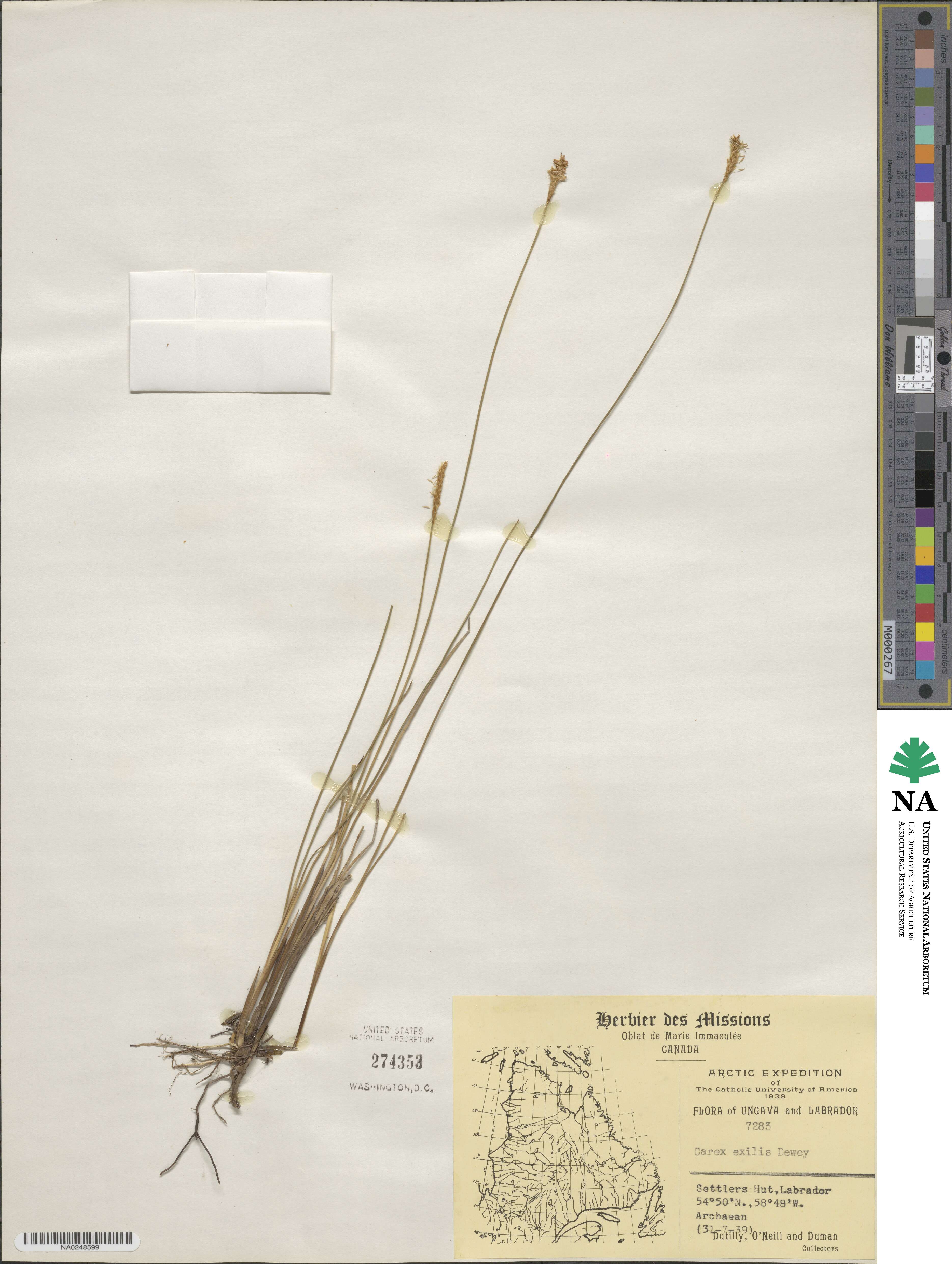 Carex exilis image