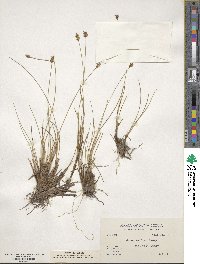 Carex exilis image