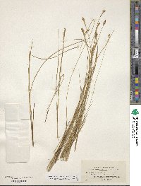 Carex exilis image