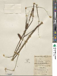 Carex exsiccata image