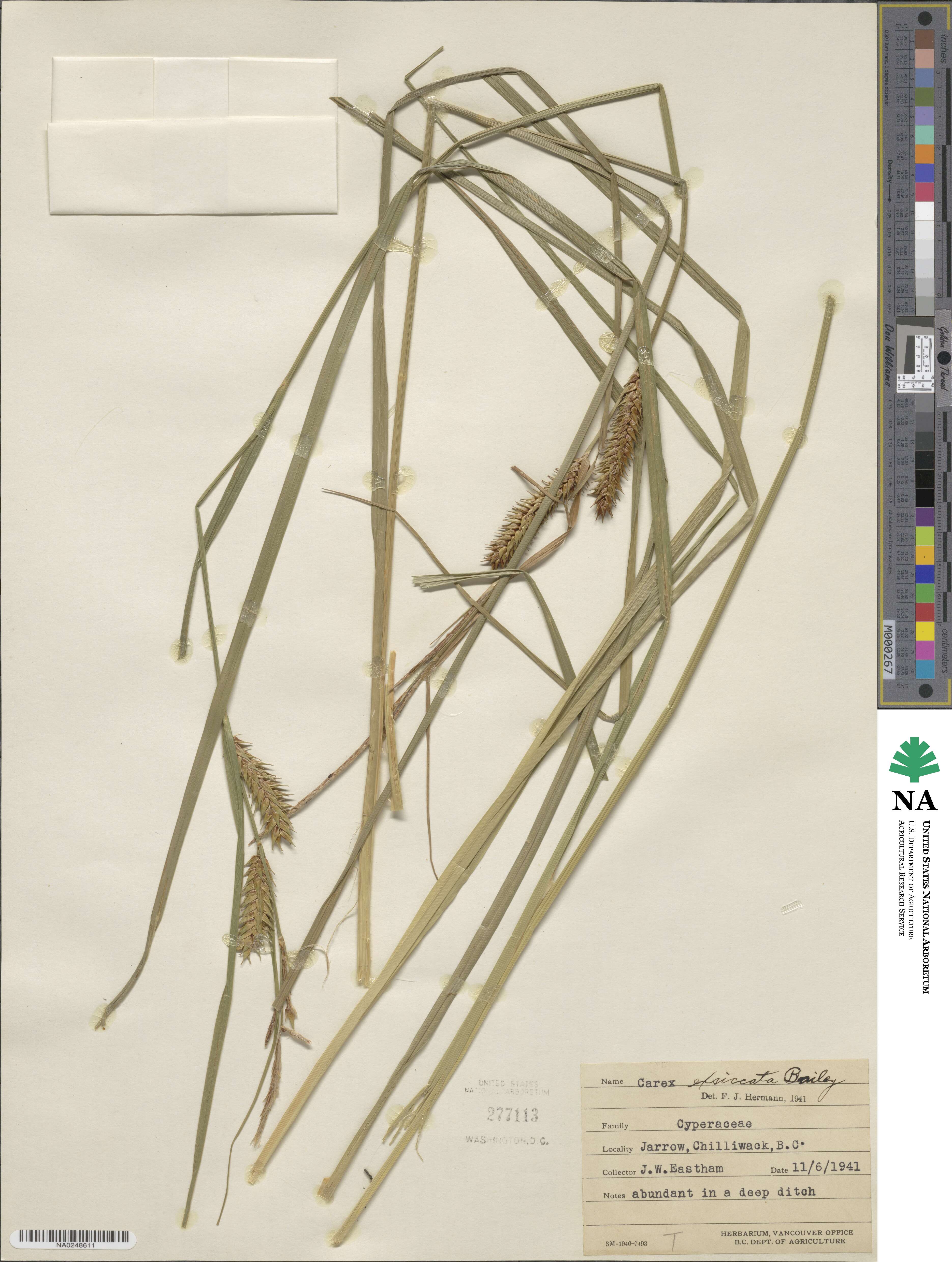 Carex exsiccata image